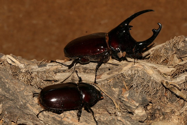 Augosoma centaurus