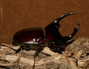 Augosoma centaurus