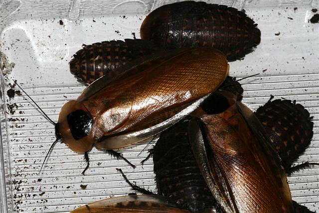 Blaberus colloseus 