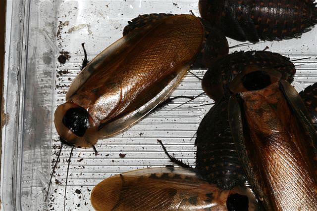 Blaberus colloseus 