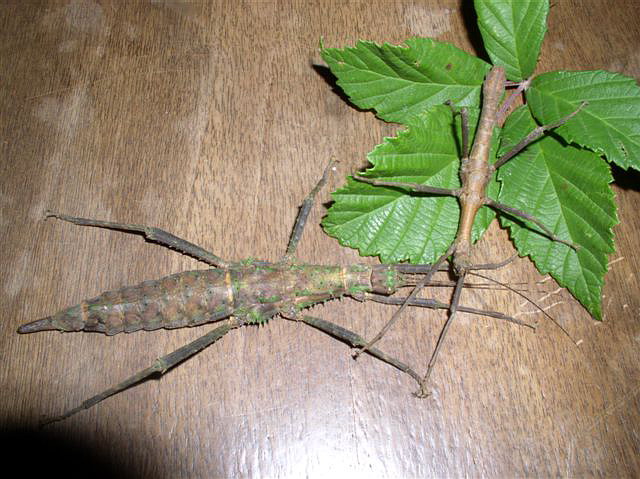 Brasidas samarensis