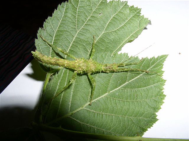 Brasidas samarensis