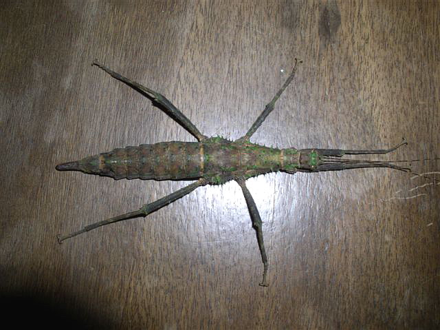 Brasidas samarensis