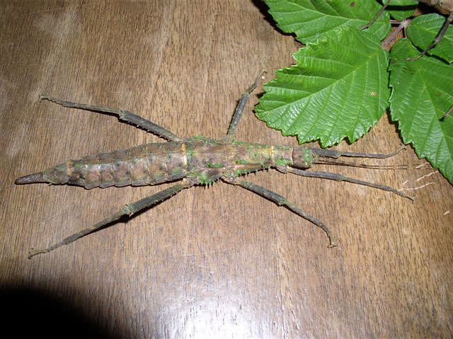 Brasidas samarensis