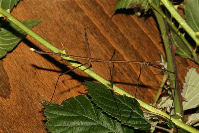 Chondrostehus woodfordi