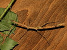 Chondrostehus woodfordi