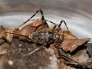 Phaeophilacris bredoides