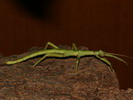 Diapherodes gigantea