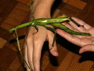 Eurycnema sp.(Indonzie)