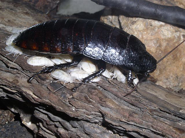 Gromphadorhina sp.