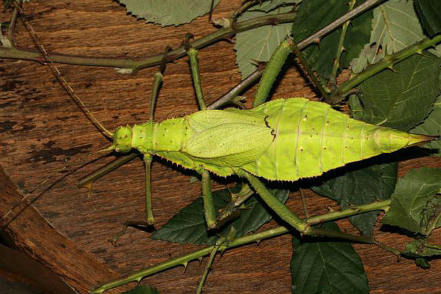 Heteropteryx dilatata