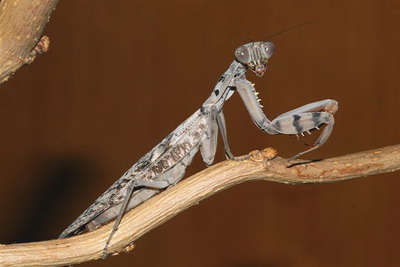 kudlanky