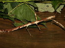 Lonchodes brevipes