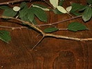 Lonchodes cultratolobatus