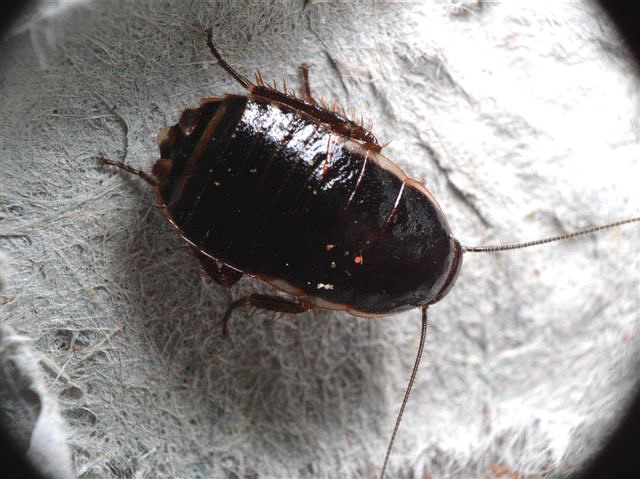 Loboptera decipiens