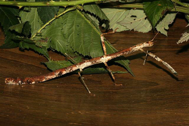 Lonchodes brevipes