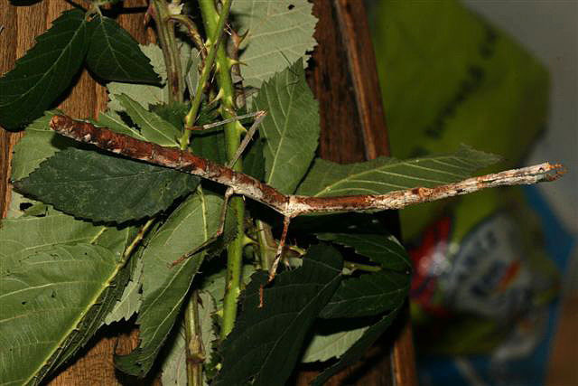 Lonchodes brevipes