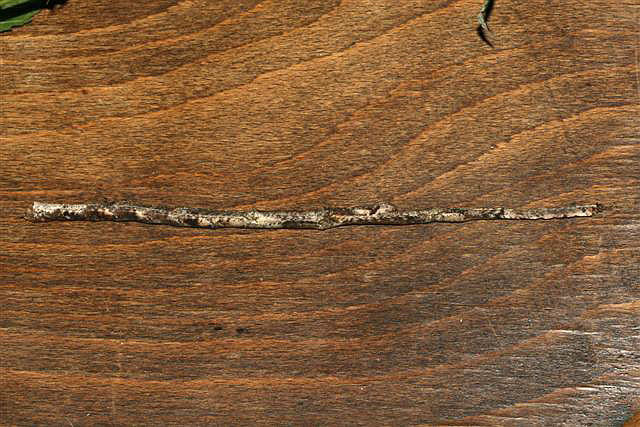 Lonchodes brevipes