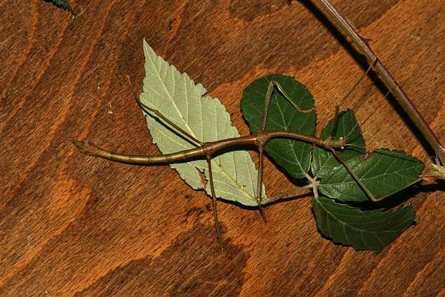 Lonchodes cultratolobatus