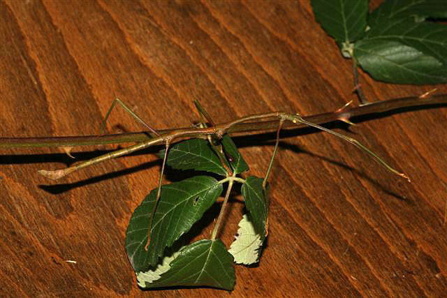 Lonchodes cultratolobatus