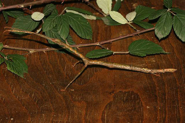 Lonchodes cultratolobatus