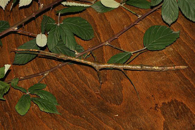 Lonchodes cultratolobatus