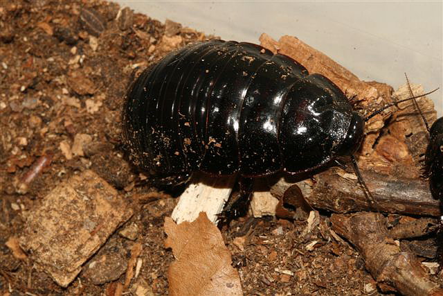 Macropanesthia rhinoceros