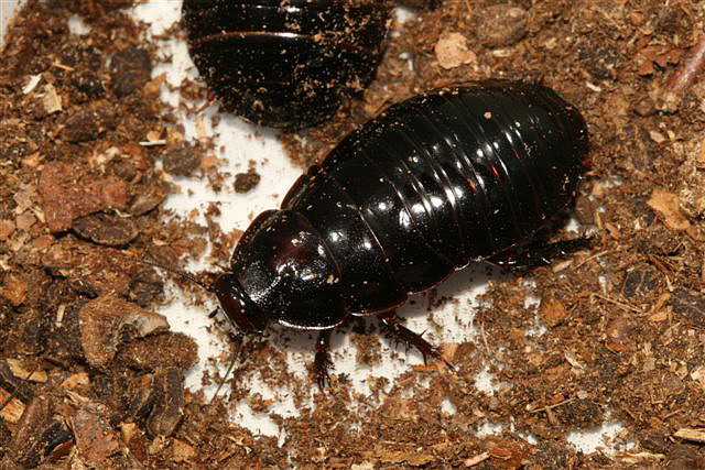 Macropanesthia rhinoceros