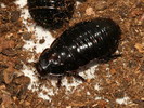 Macropanesthia rhinoceros