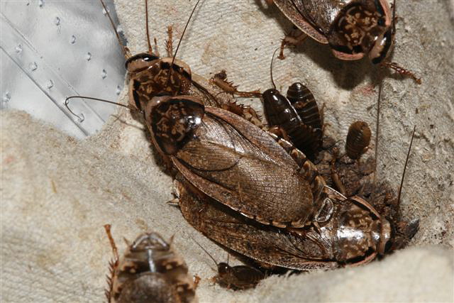 Nauphoeta cinerea 