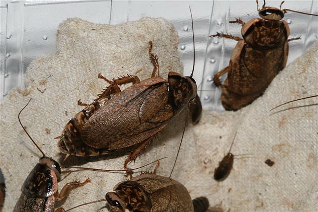 Nauphoeta cinerea 