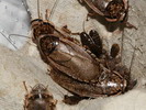 Nauphoeta cinerea