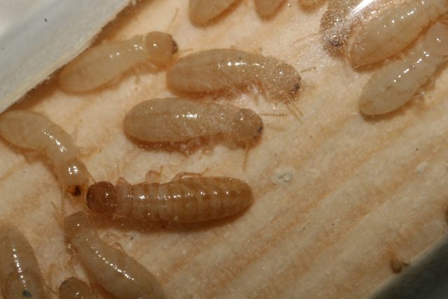 Neotermes sp.