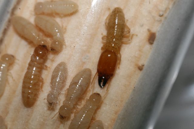 Neotermes sp.