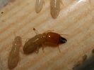 Neotermes sp.