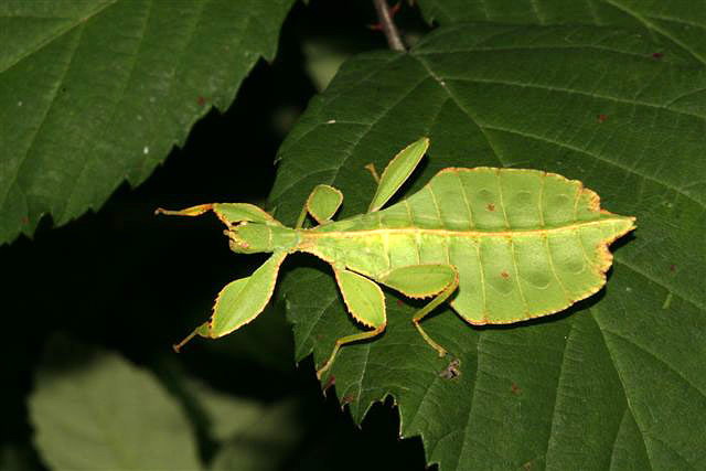 Phyllium sp.(Filipny)