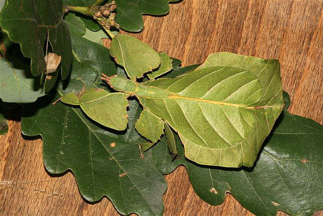 Phyllium sp.(Indonzie)
