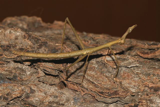 Proscopia scabra
