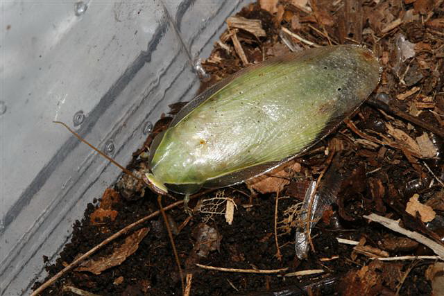Panchlora nivea