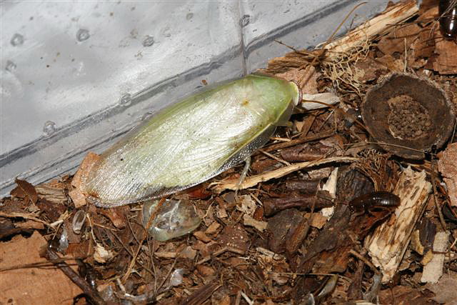 Panchlora nivea