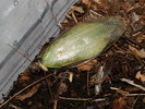 Panchlora nivea