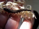 Peripatidae sp.