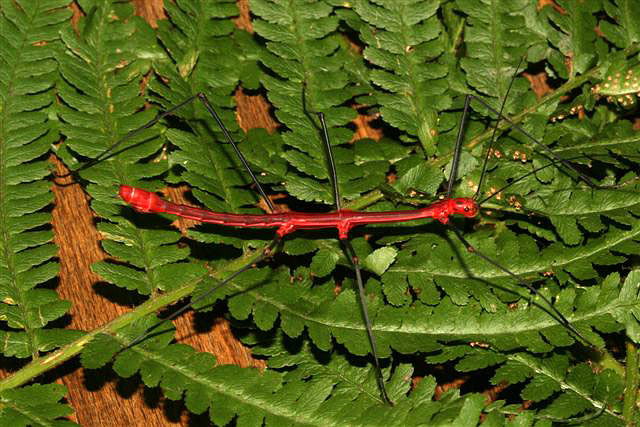 Oreophoetes peruana