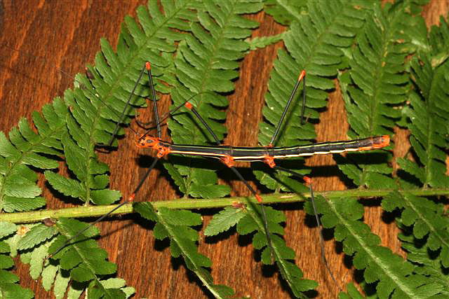 Oreophoetes peruana