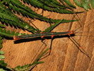 Oreophoetes peruana