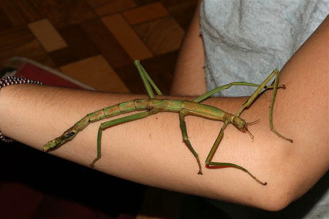 Pharnacia ponderosa
