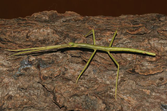Pharnacia ponderosa