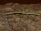 Pharnacia ponderosa
