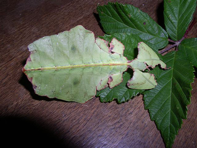 Phyllium giganteum