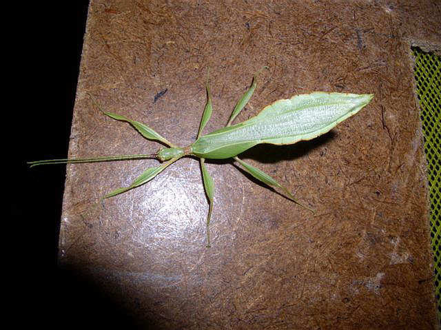 Phyllium sp.(Filipny)